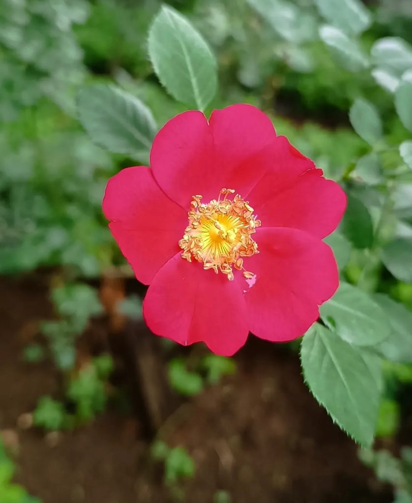 Uma breve história das rosas